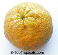 Citrus paradisi, Grapefruit. Uniq Fruit