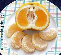Citrus paradisi, Grapefruit

Click to see full-size image