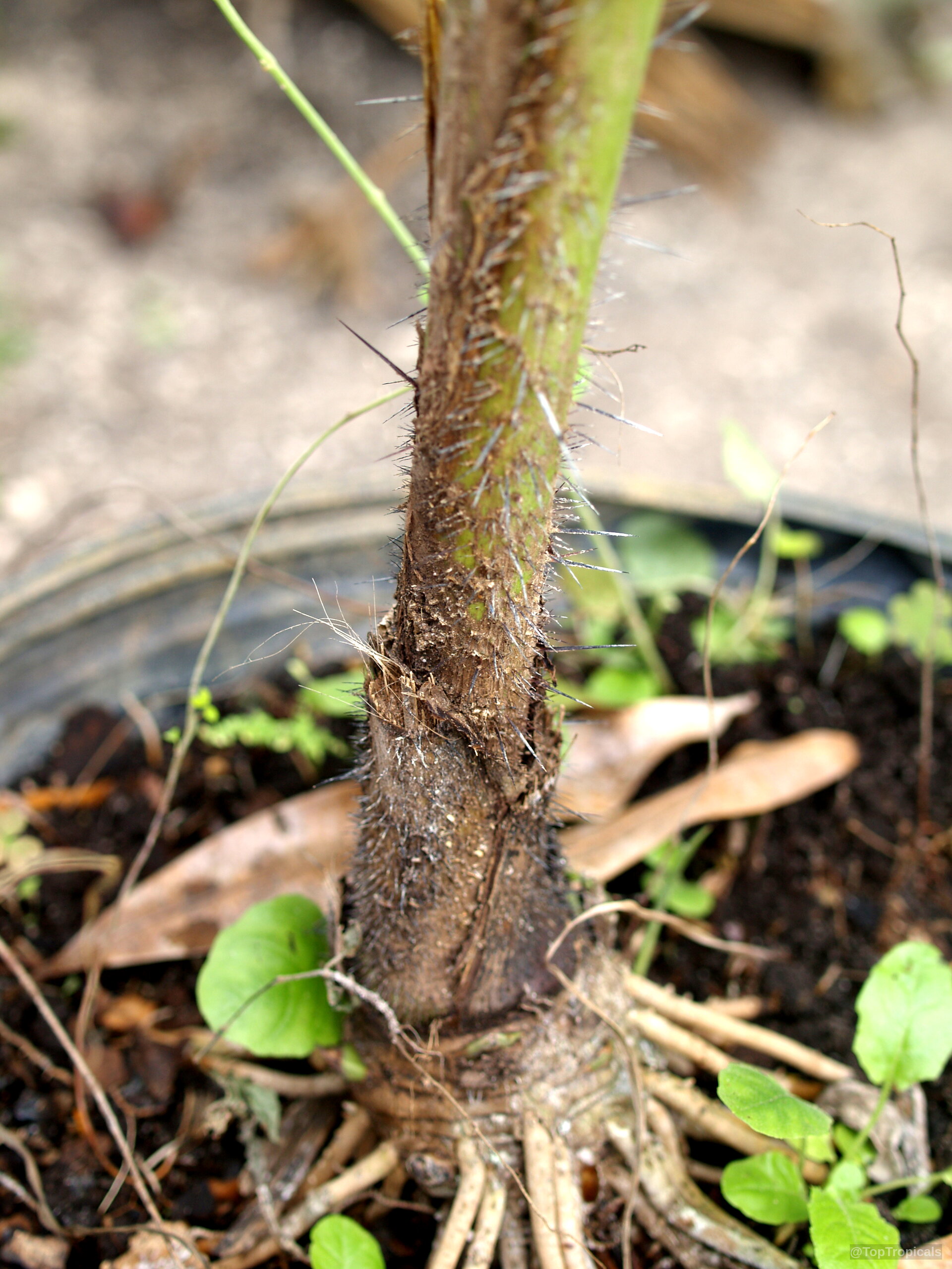 Bactris gasipaes (Peach Palm) trunk base with sharp brown thorns growing from black potting soil. Bactris gasipaes (Peach Palm) brown thorny plant trunk close up with sharp spikes