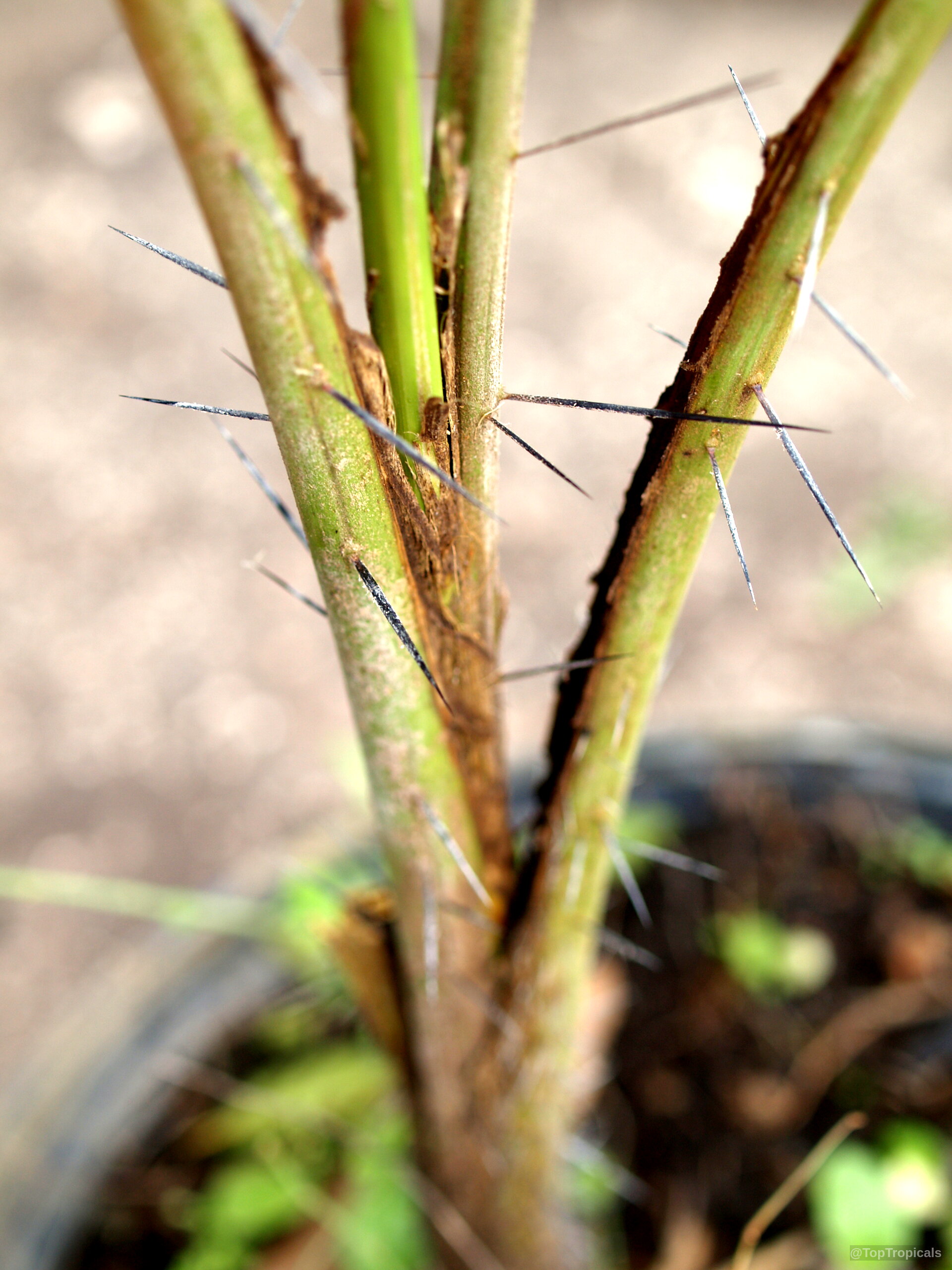 Bactris gasipaes (Peach Palm) stems with dark pointed spines extending from the light green surface. Bactris gasipaes (Peach Palm) green stems with long black sharp needle spines close up.