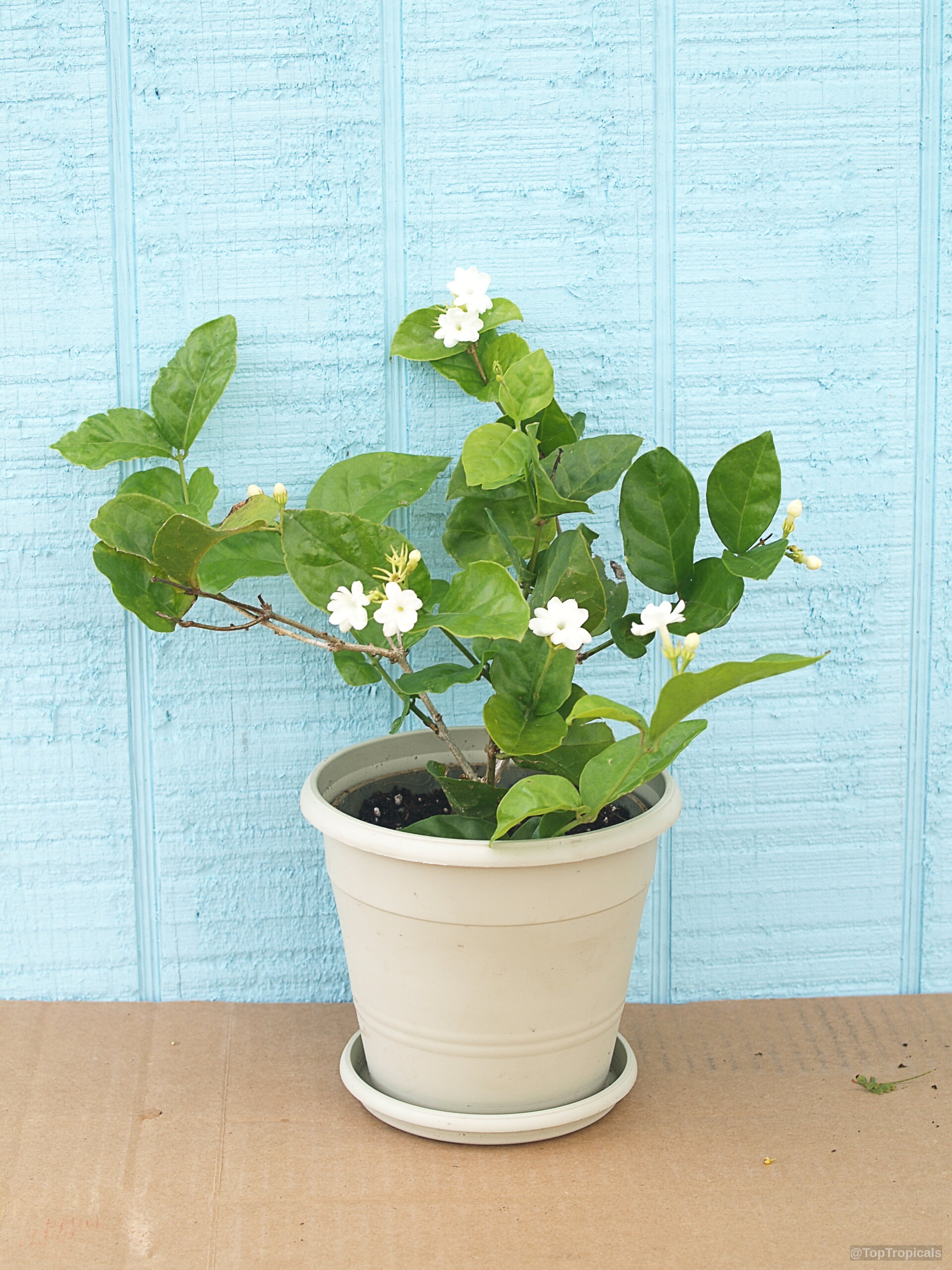 Jasminum sambac (Maid of Orleans Arabian Jasmine) 'Maid Of Orleans' with white flower on a plate. Jasminum sambac (Maid of Orleans Arabian Jasmine) 'Maid Of Orleans' white flower plant.