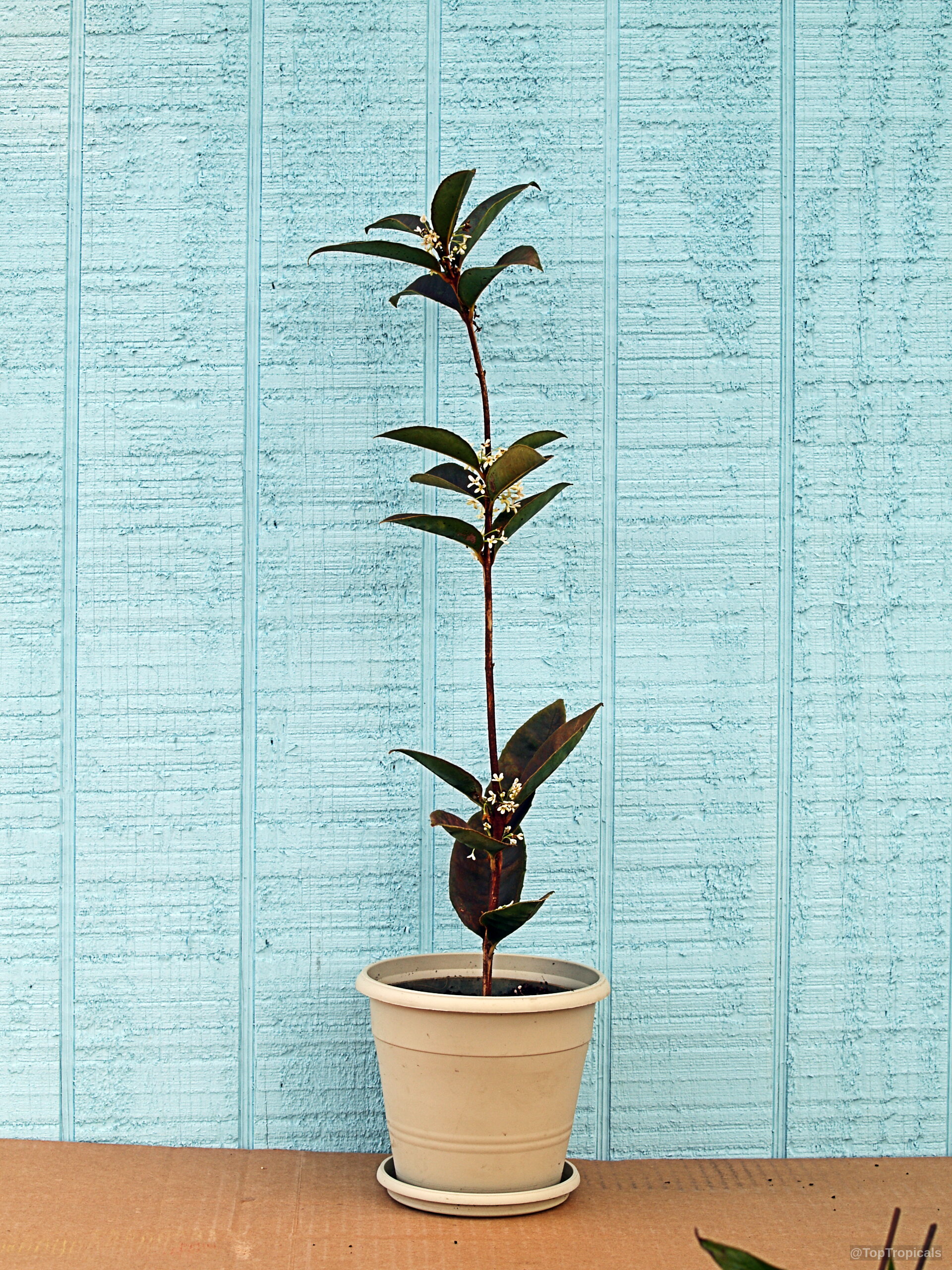 Osmanthus fragrans (Tea Olive) tree with tiny white flowers planted inside a simple light container Osmanthus fragrans (Tea Olive) young tree with tiny white flowers in a plastic pot