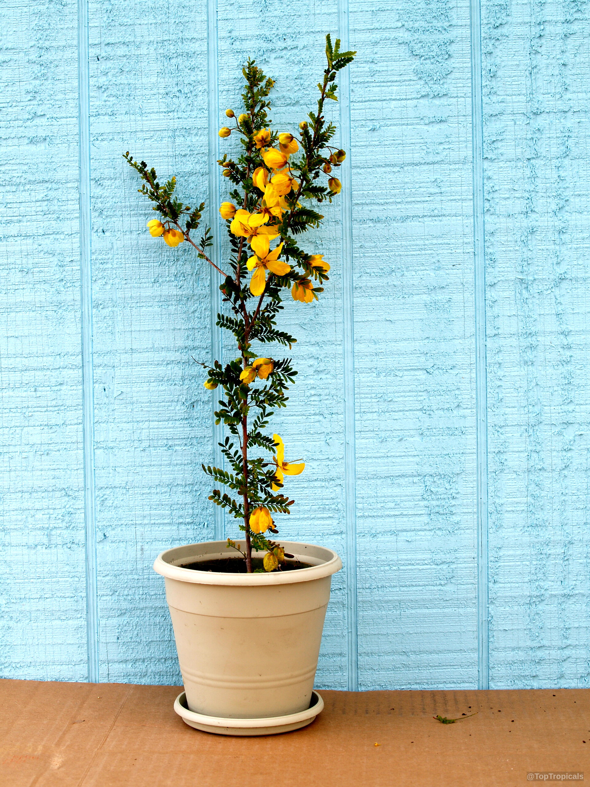 Senna polyphylla (Desert Cassia) yellow flowers appear on thin upright branches in a beige container. Senna polyphylla (Desert Cassia) yellow flower on a plant in a beige plastic container.