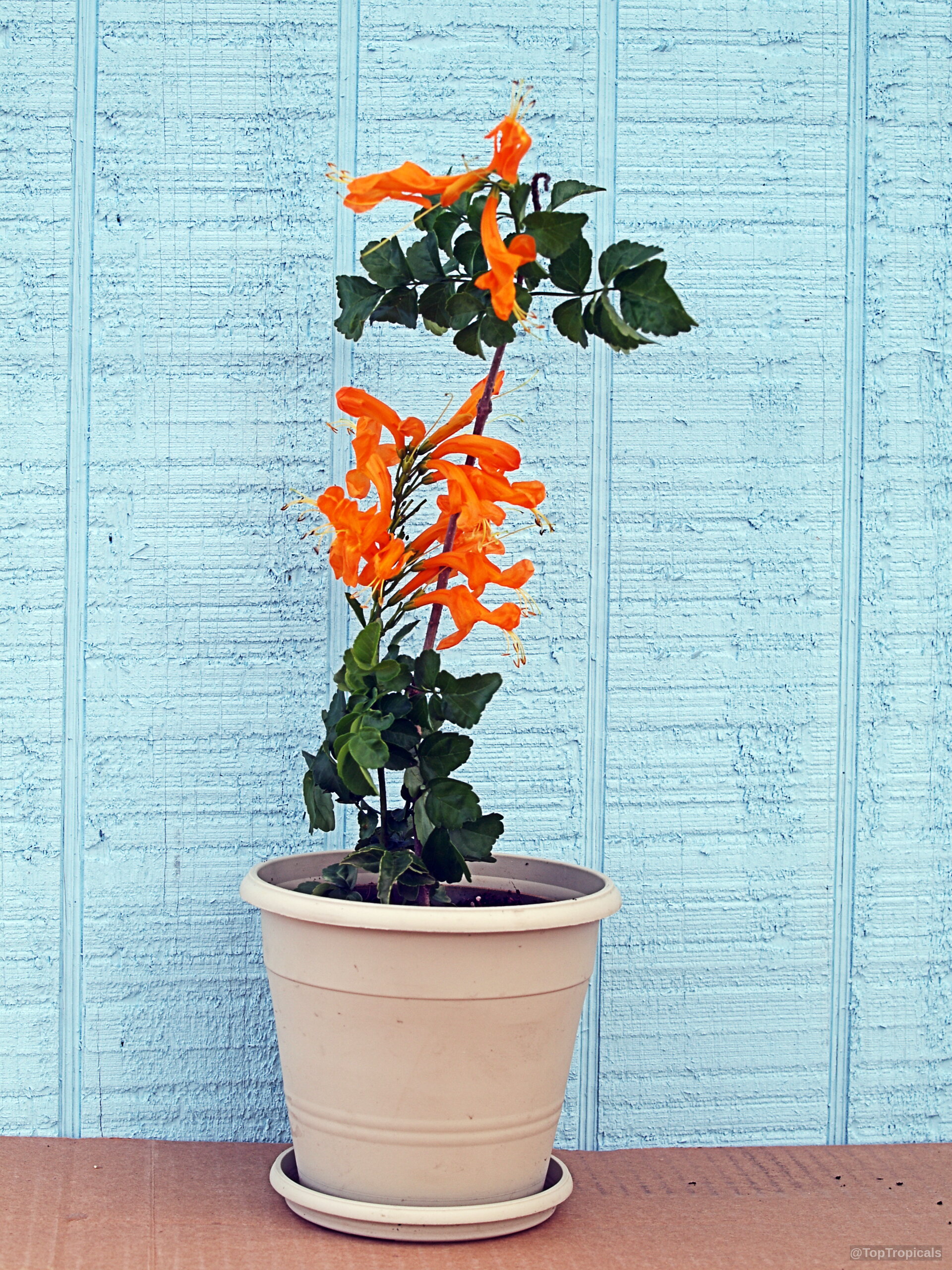 Tecomaria capensis (Salmon tecomaria) 'Salmon' with orange flowers growing in a beige plastic container. Tecomaria capensis (Salmon tecomaria) 'Salmon' orange flower plant in a plastic container close up