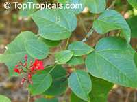 Jatropha integerrima, Jatropha pandurata, Spicy Jatropha, Coral Plant, Peregrina, Physic Nut