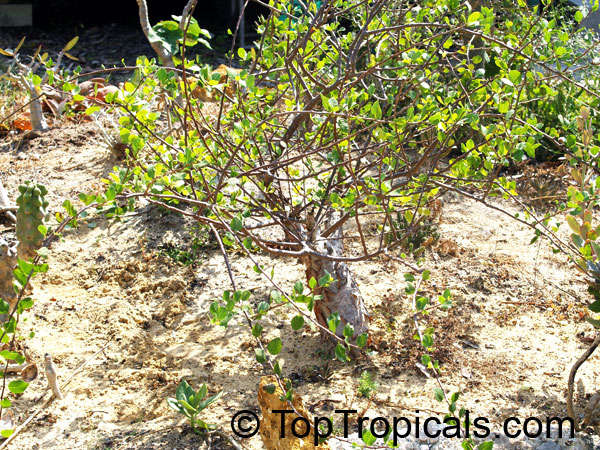 Bursera fagaroides, Elephant Tree, Fragrant Bursera