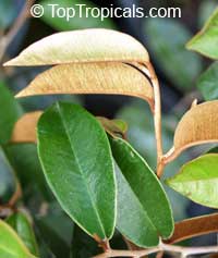 Chrysophyllum oliviforme, Satinleaf, Satin Leaf 

Click to see full-size image