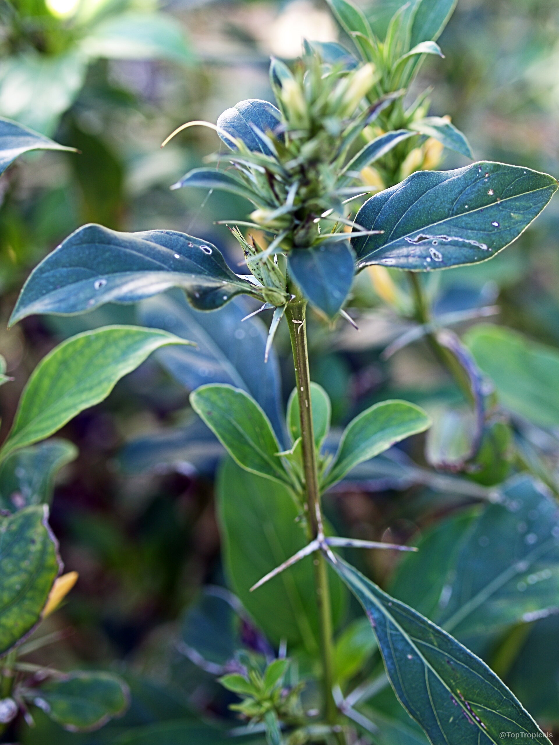 Barleria prionitis (Porcupine Flower) green leaves and thorns growing along the central plant stem. Barleria prionitis (Porcupine Flower) green leaves and sharp thorns on a close up plant branch.