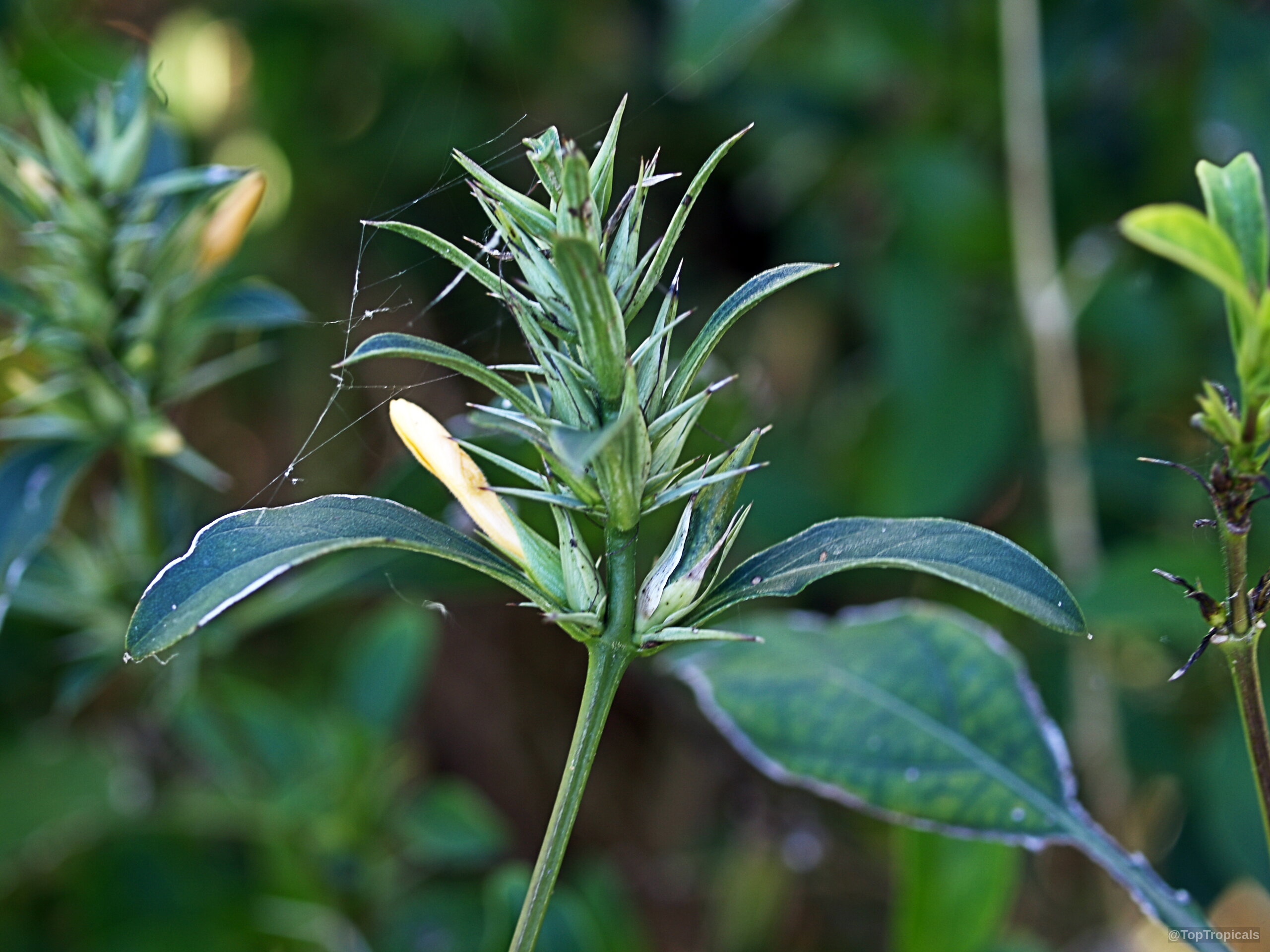Barleria prionitis (Porcupine Flower) with yellow flower bud emerging among sharp green spikes. Barleria prionitis (Porcupine Flower) yellow flower on green spiky plant, close up.