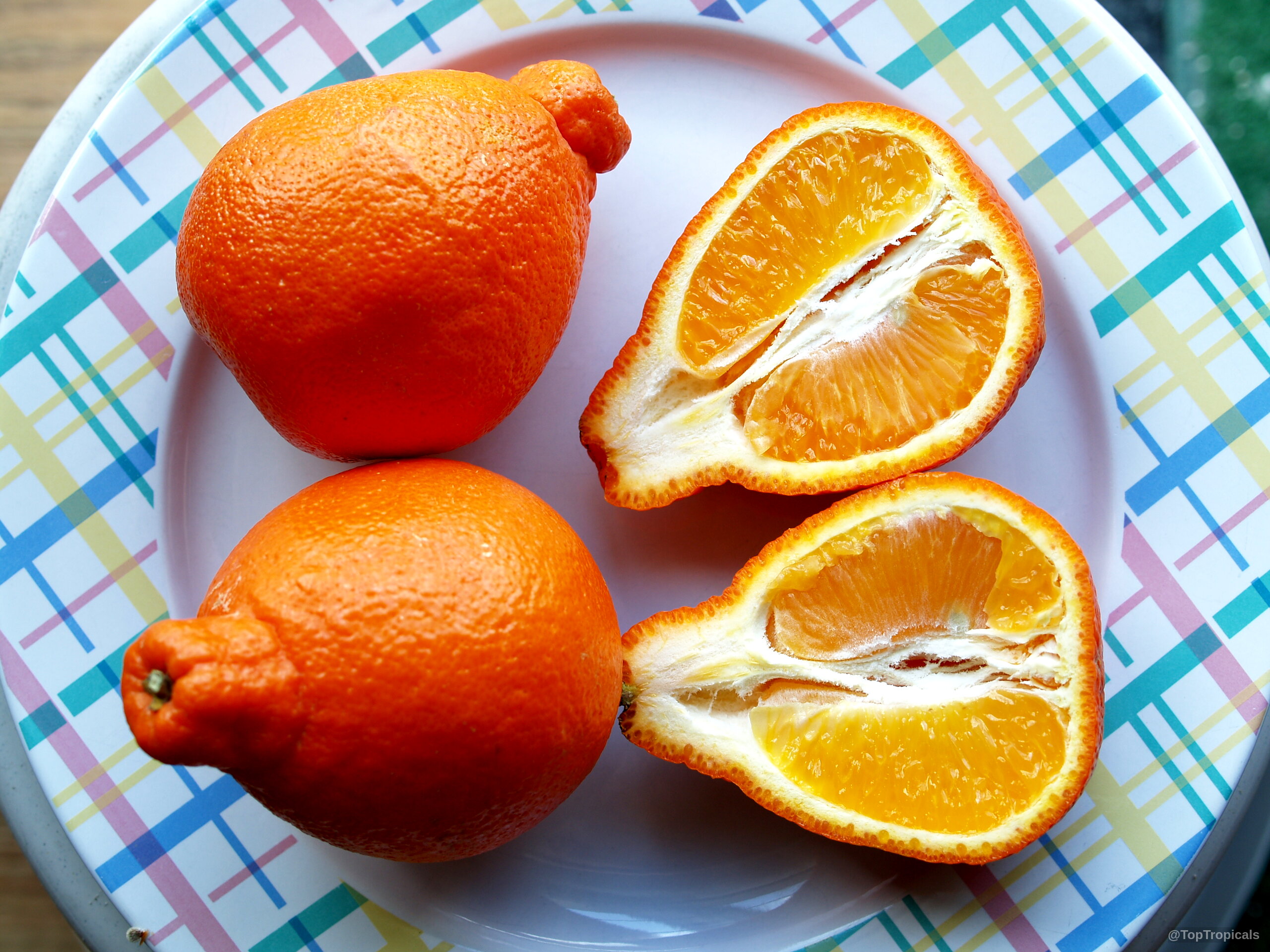 Citrus x tangelo (Tangelo) whole and sliced orange fruit rest on a plate. Citrus x tangelo (Tangelo) orange fruit on a plate, close up view of round segments.