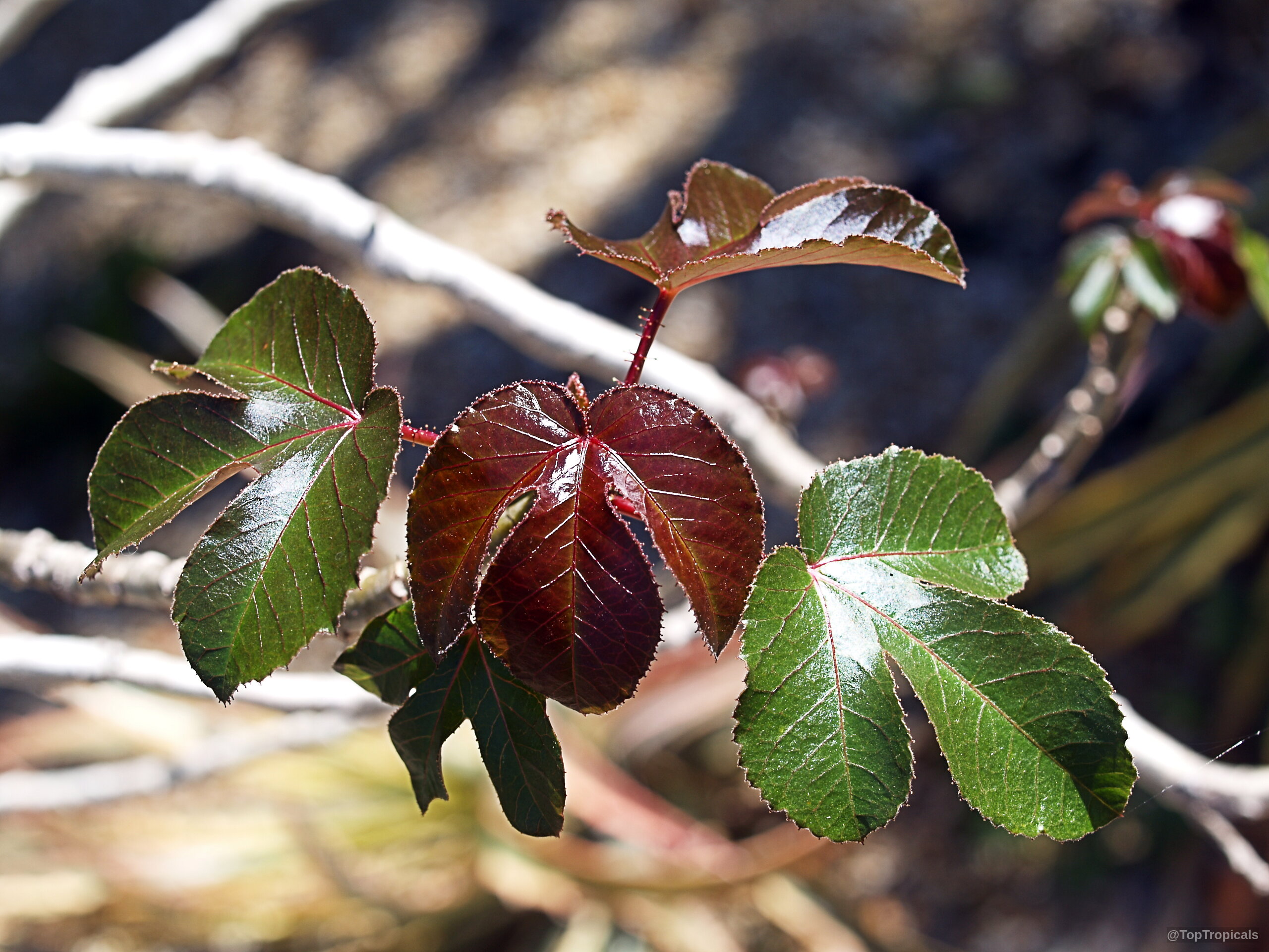 Jatropha gossypiifolia (Bellyache bush) leaves displaying deep maroon and olive green tones on woody stems. Jatropha gossypiifolia (Bellyache bush) leaves with dark maroon and green colors on plant branch.