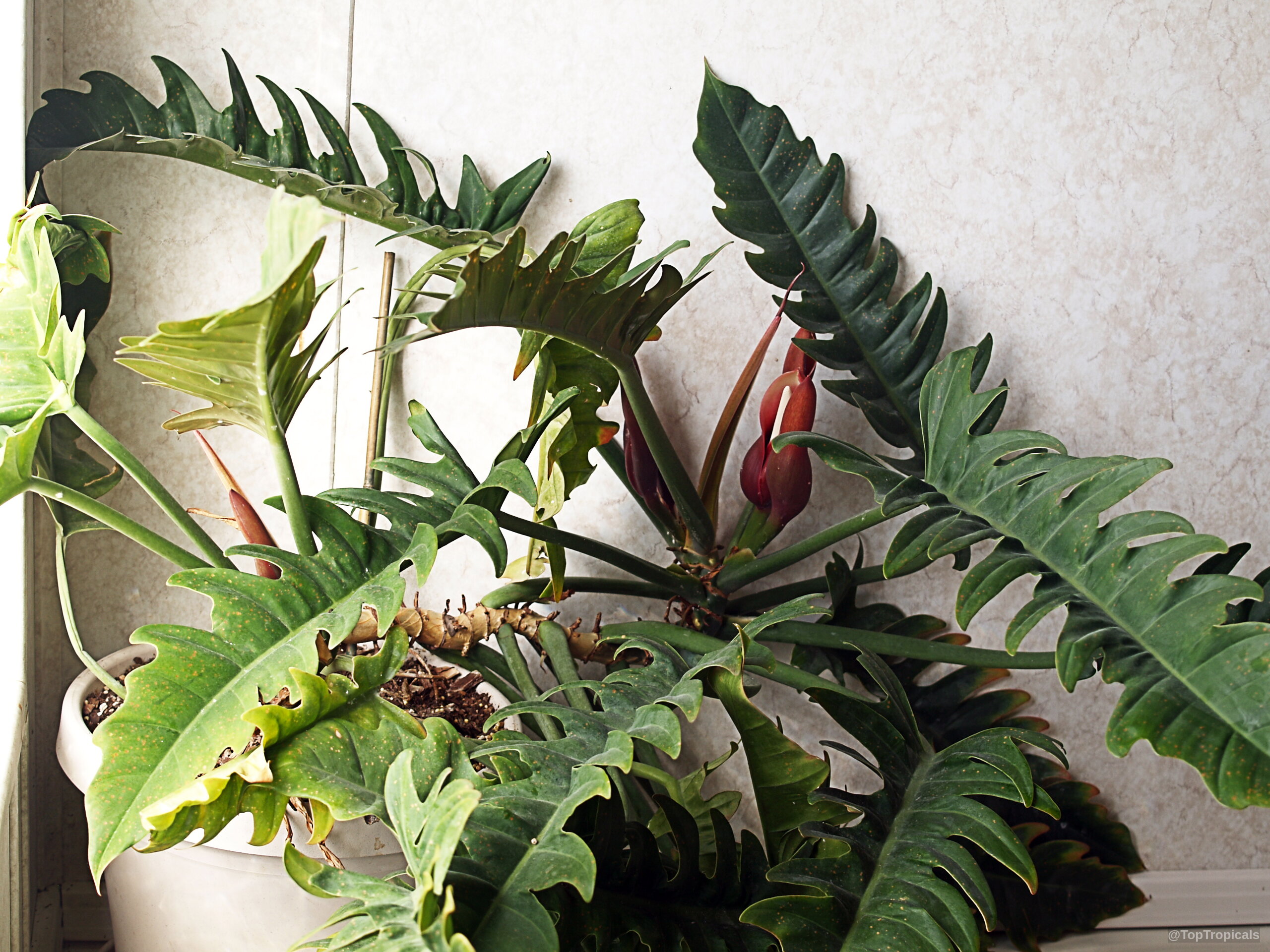 Philodendron sp. (Guacamayo) showing long green jagged leaves and several dark reddish flower spathes. Philodendron sp. (Guacamayo) green leaves with reddish spathes growing in a ceramic pot