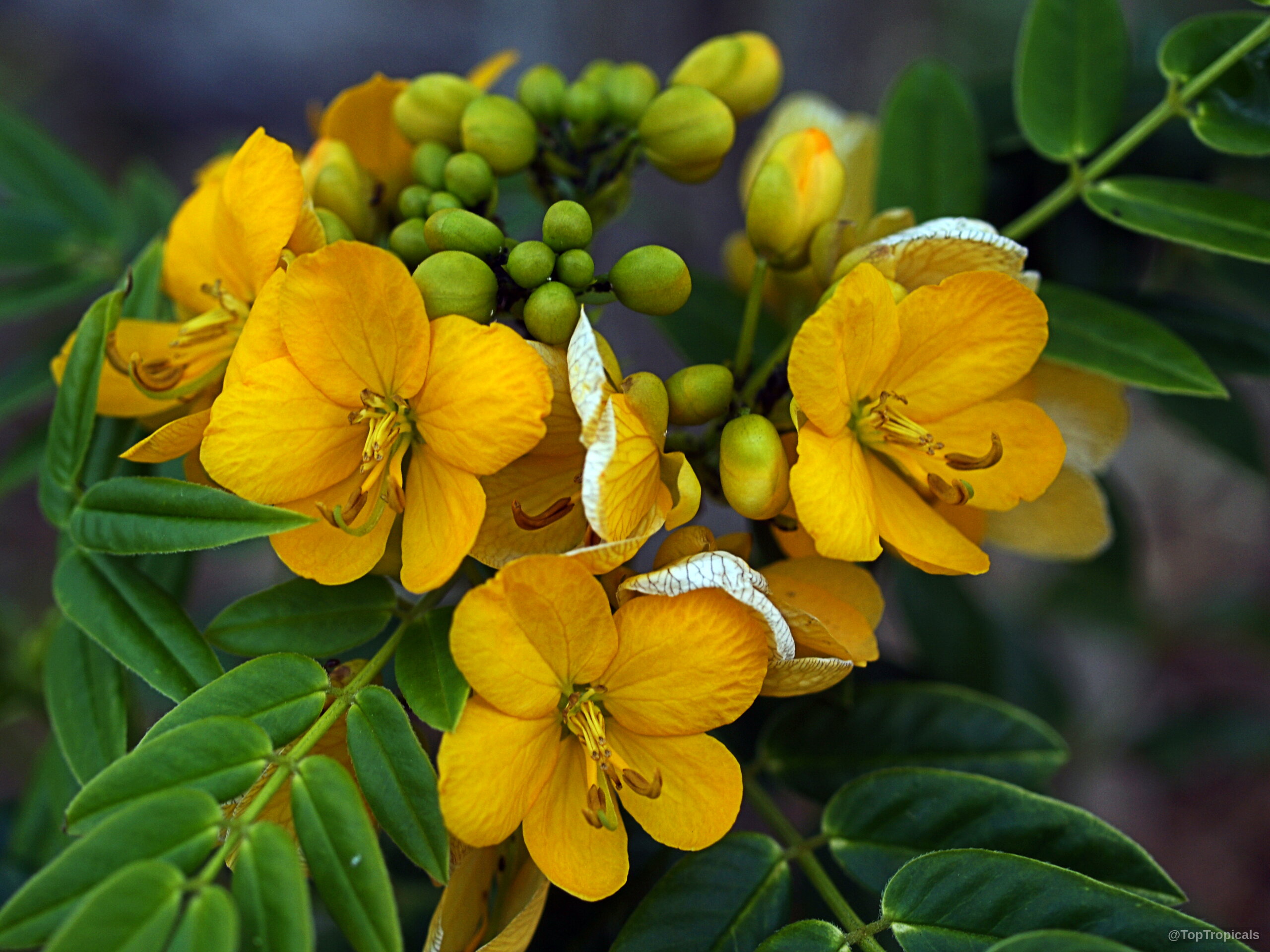 Senna sp. (Cassia) yellow flower clusters among green leaves on the branching stems. Senna sp. (Cassia) yellow flower close up with green leaves attached to woody stem.