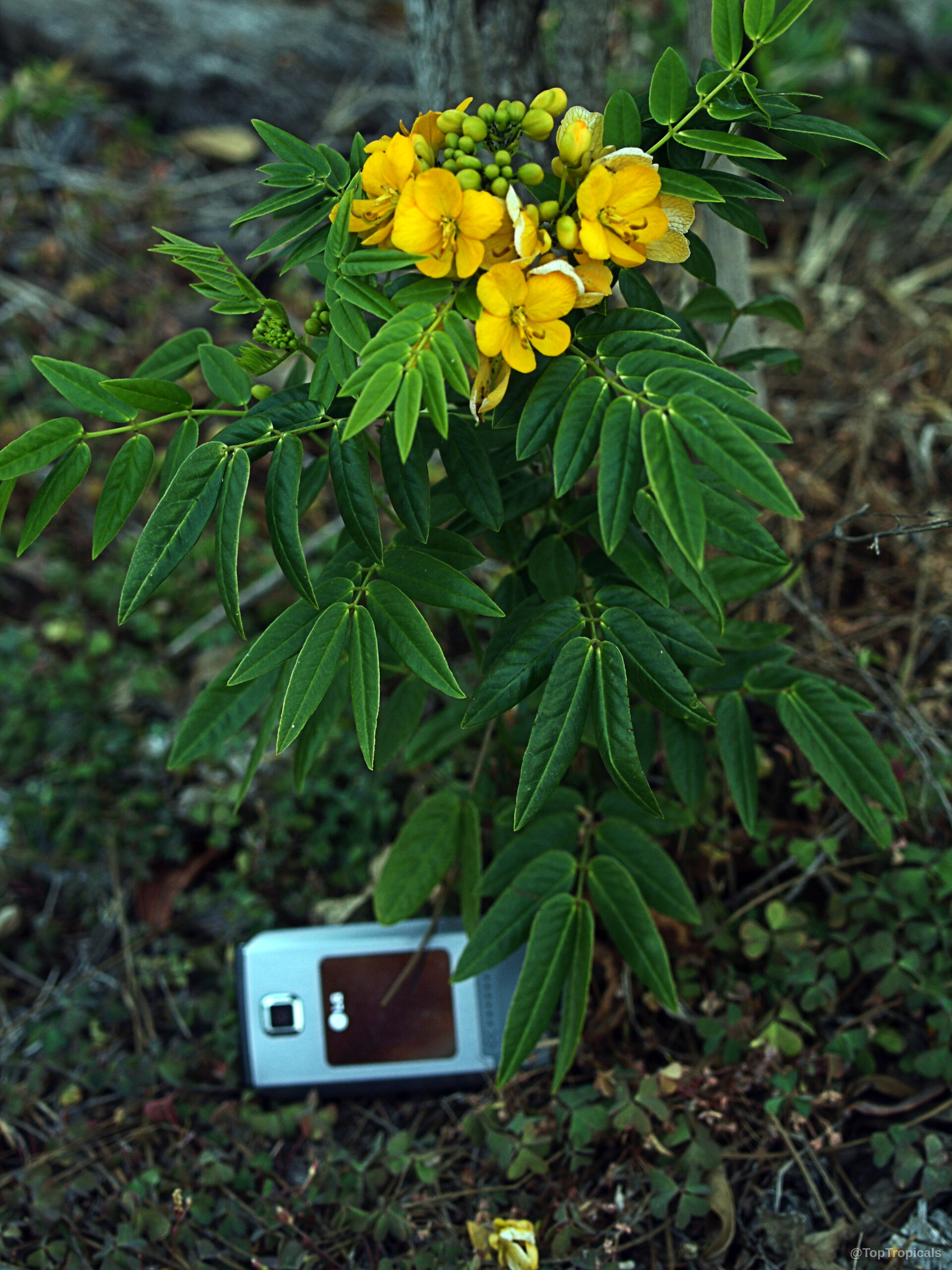 Senna sp. (Cassia) with yellow flowers and elongated green leaves, shown next to a mobile phone. Senna sp. (Cassia) with yellow flowers and green leaves, close up on the plant.