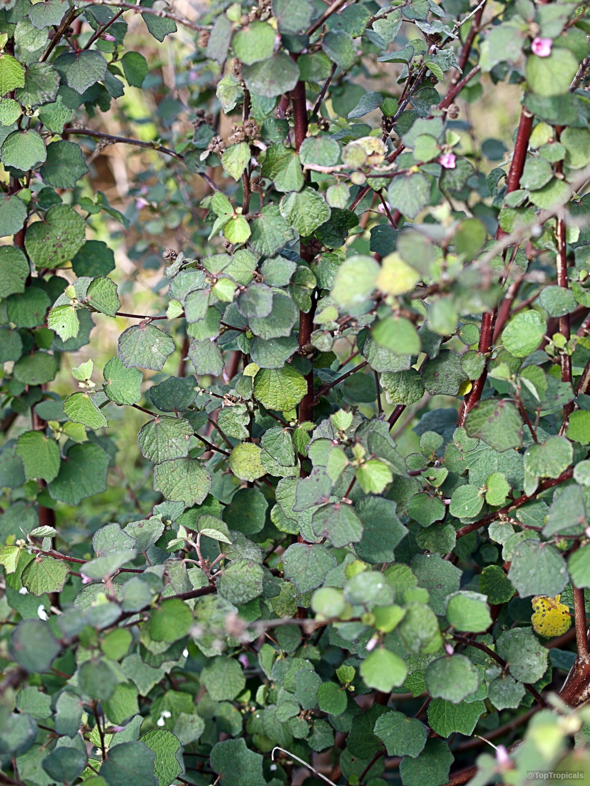 Urena lobata (Caesarweed) showing textured green leaves and tiny pink flowers among woody reddish branches Urena lobata (Caesarweed) plant with small pink flowers and dense green leaves on branches