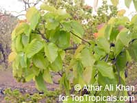 Shorea robusta, Sal Tree, Sal, Salwa, Sakhu

Click to see full-size image