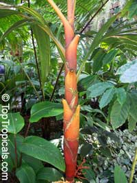 Areca vestiaria - Orange Crownshaft Palm (orange trunk)

Click to see full-size image