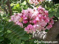 Cassia javanica - Apple Blossom   Tree