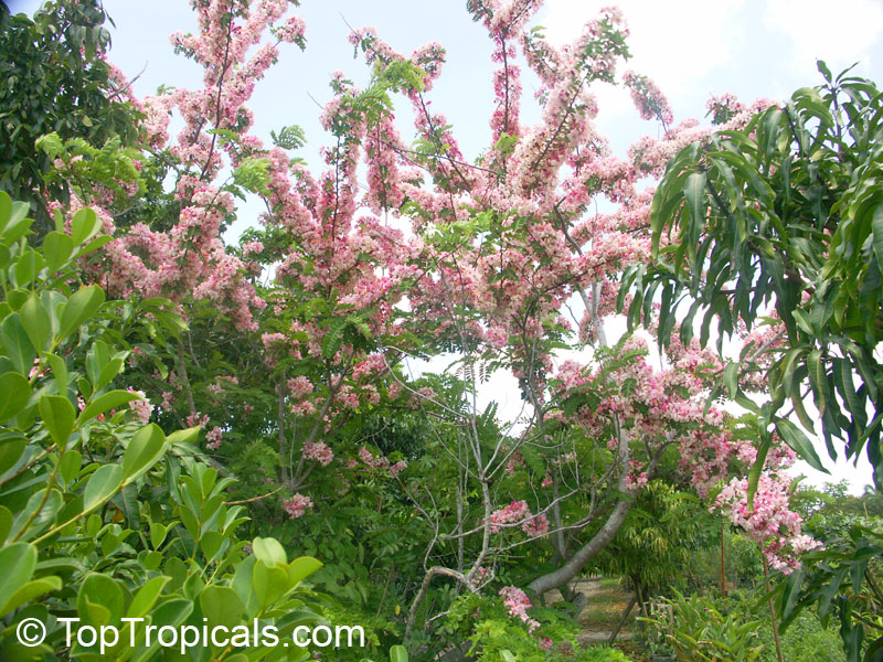 Cassia nodosa, Pink Shower Tree, Appleblossom Tree
