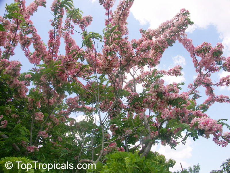 Cassia nodosa, Pink Shower Tree, Appleblossom Tree