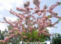 Cassia nodosa, Pink Shower Tree, Appleblossom Tree

Click to see full-size image