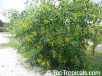Acacia auriculiformis, Darwin Black Wattle, Ear Pod Wattle

Click to see full-size image