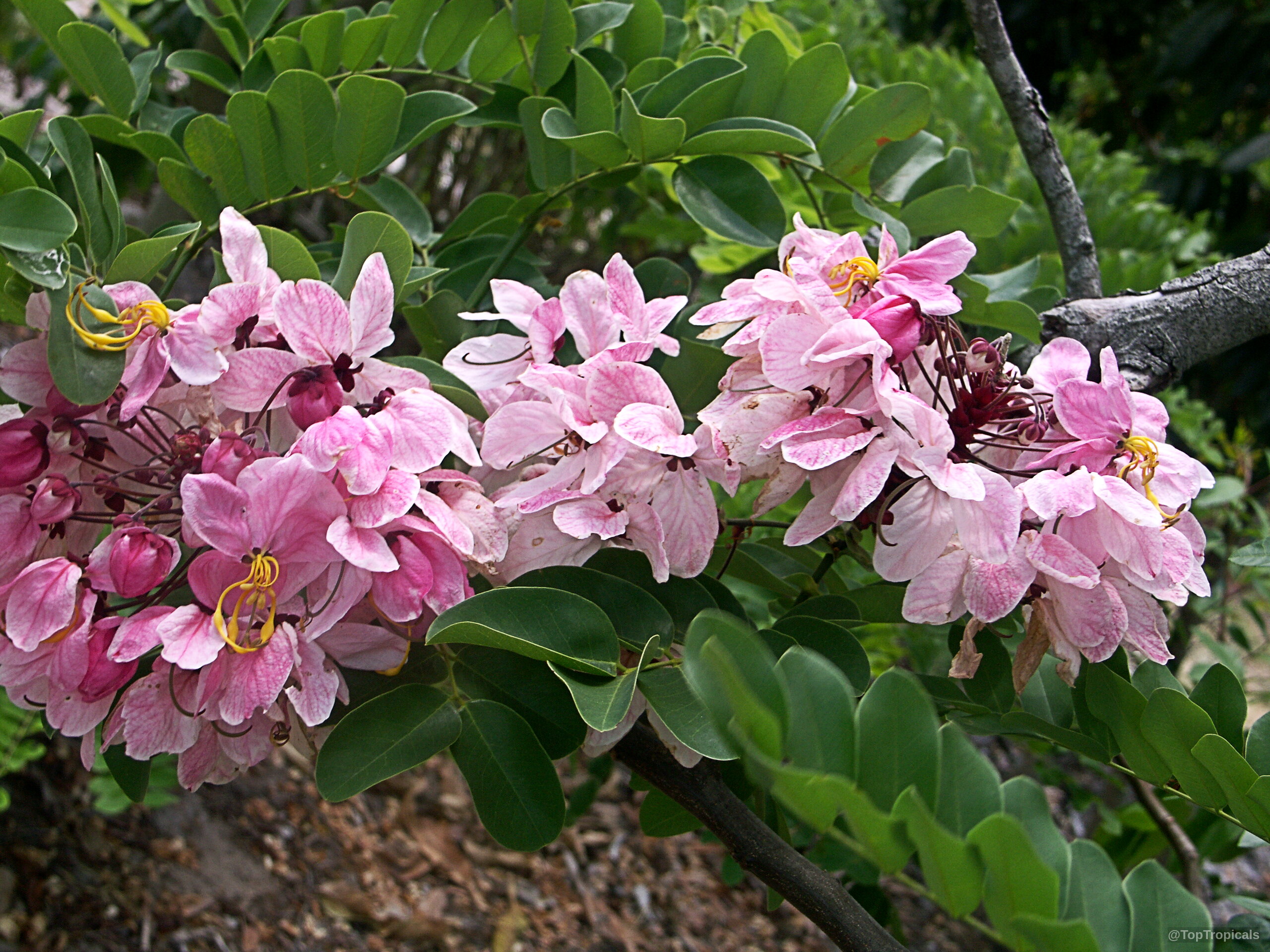 Cassia nodosa (Pink Shower Tree) clusters of light pink flower petals on dense green foliage branches Cassia nodosa (Pink Shower Tree) pink flower clusters with green leaves on a woody branch