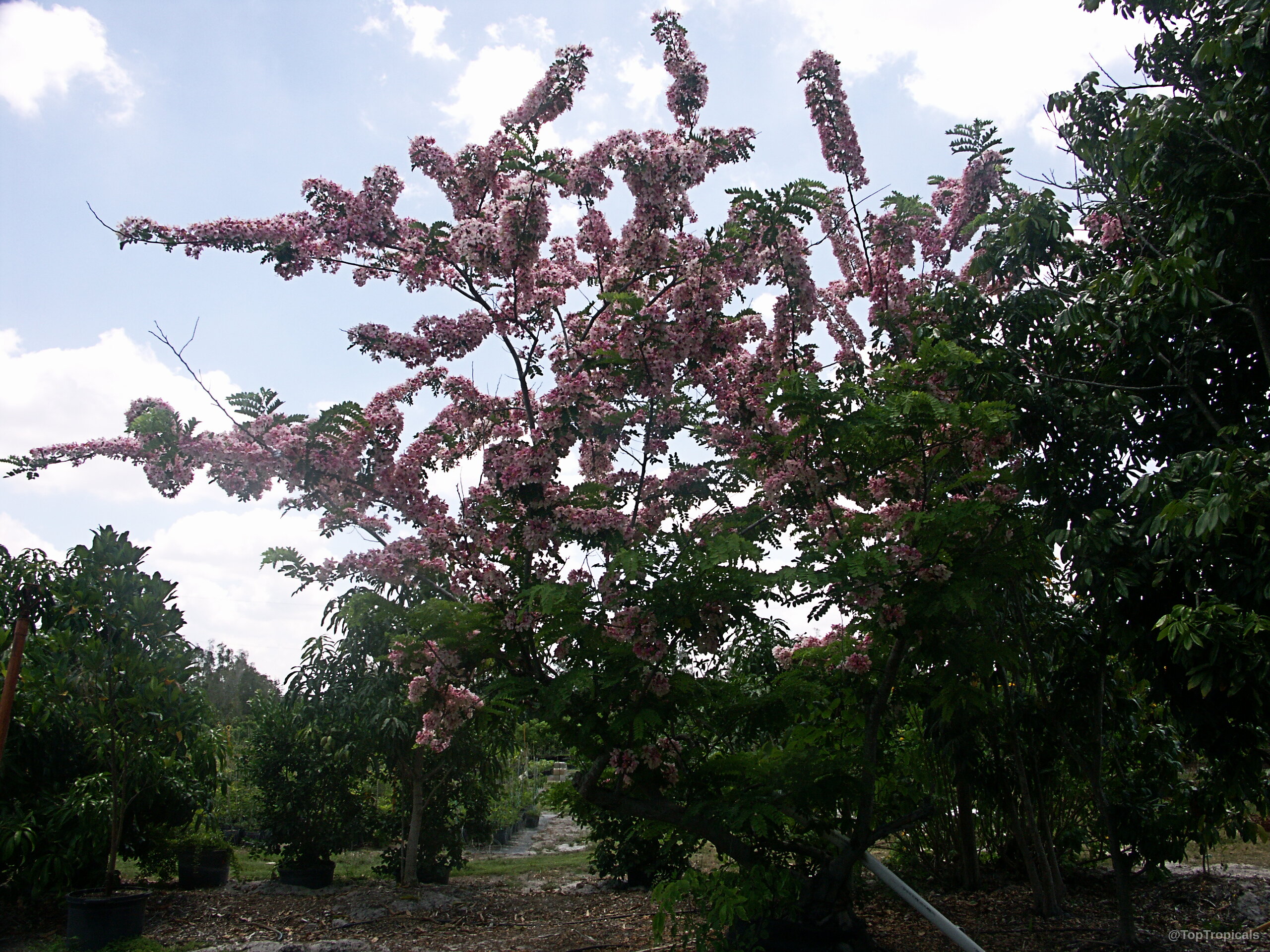 Cassia nodosa (Pink Shower Tree) branches laden with dense clusters of soft pink flower petals overhead Cassia nodosa (Pink Shower Tree) with pink flower clusters on a large sprawling tree plant