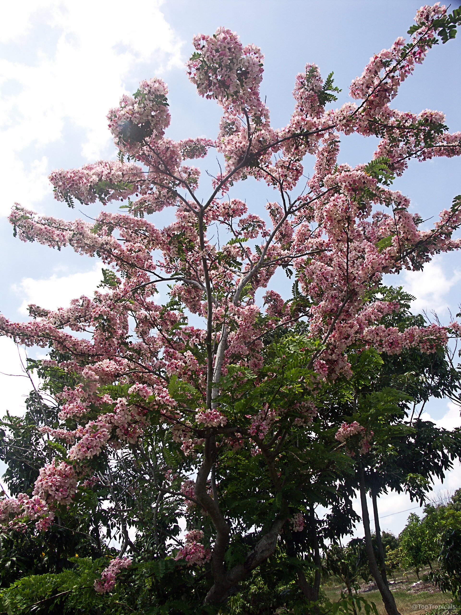 Cassia nodosa (Pink Shower Tree) covered in abundant pink flower clusters against a light sky Cassia nodosa (Pink Shower Tree) with pink flower clusters on a large tall tree