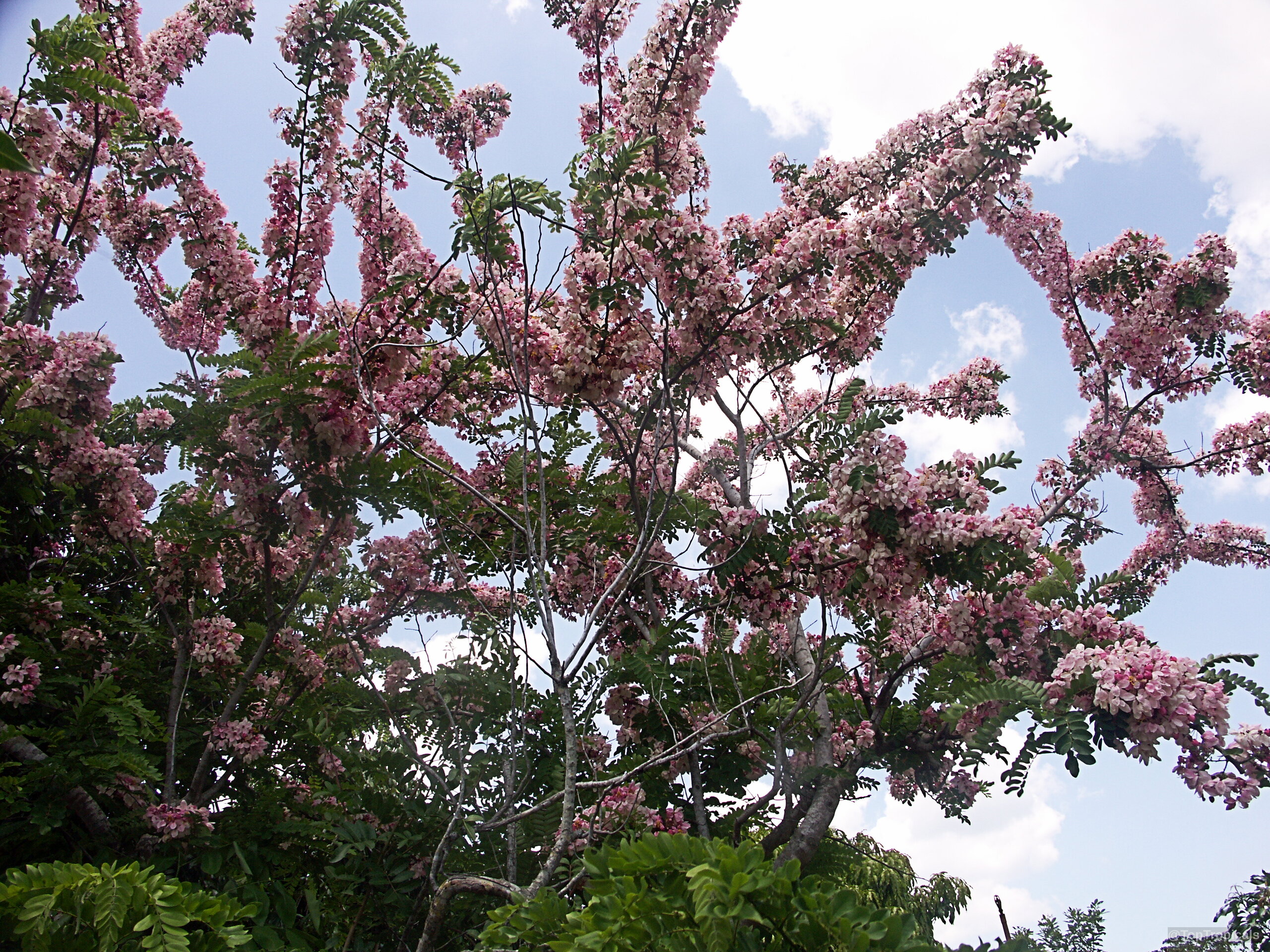 Cassia nodosa (Pink Shower Tree) with dense clusters of pink flower petals covering long green branches Cassia nodosa (Pink Shower Tree) with pink flower clusters on tree branches reaching toward sky