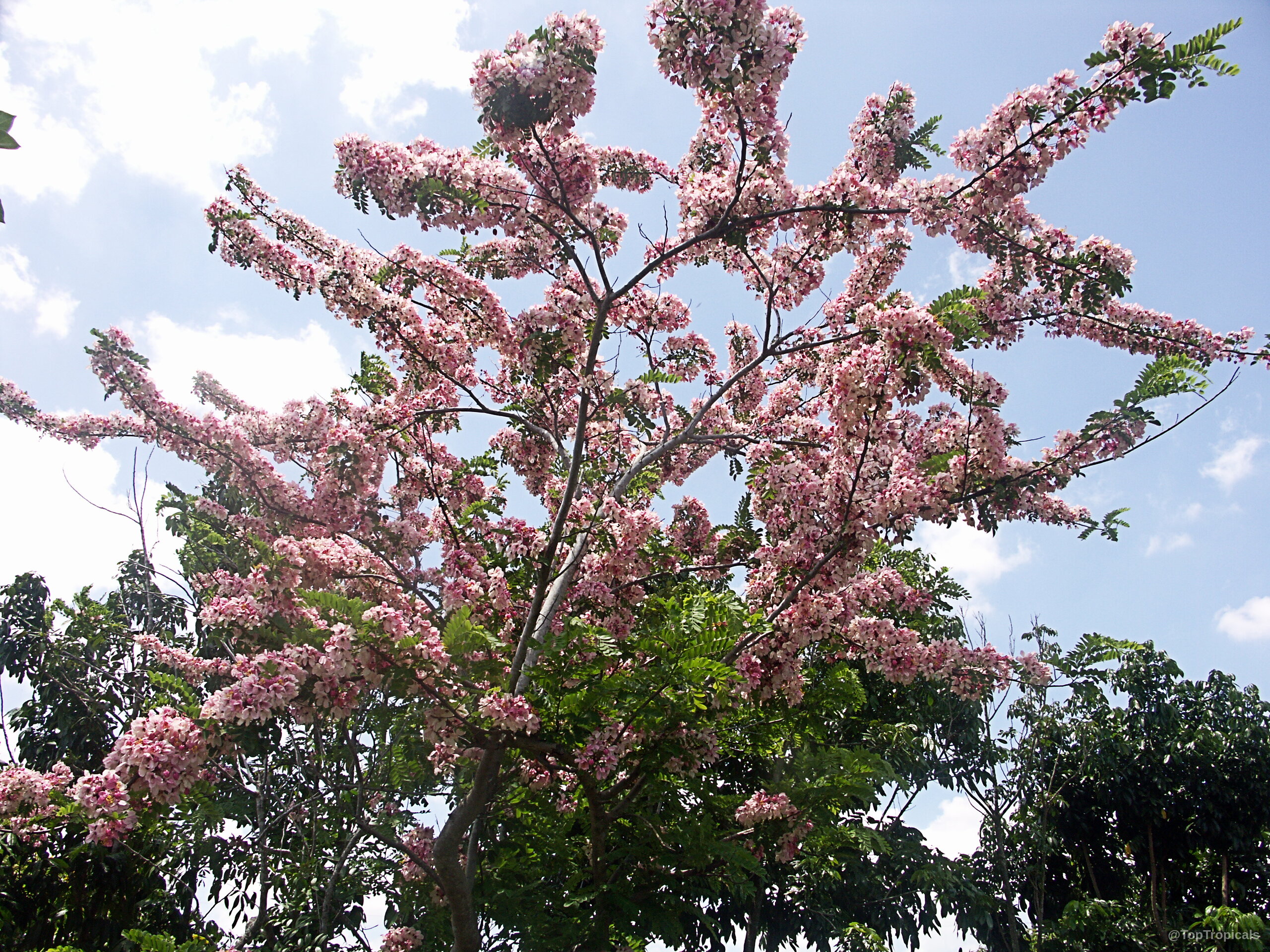 Cassia nodosa (Pink Shower Tree) branches filled with dense pink flower clusters against blue sky. Cassia nodosa (Pink Shower Tree) pink flower clusters on a tree, sky background, low angle.