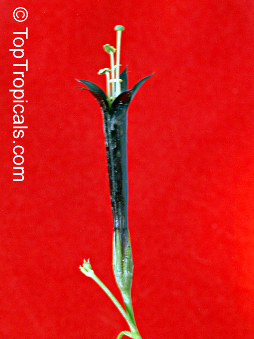 Lisianthius nigrescens, Flower of Death, La Flor de Muerto, Black Lisianthus 