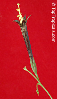 Lisianthius nigrescens, Flower of Death, La Flor de Muerto, Black Lisianthus 

Click to see full-size image