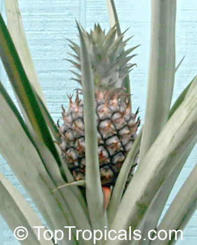 Ananas sp., Pineapple, Pina. Var. Royal Hawaiian