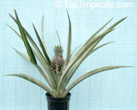 Ananas sp., Pineapple, Pina. Var. Royal Hawaiian