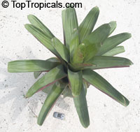 Alcantarea imperialis, Vriesea imperialis, Giant Bromeliad. Plant is 3 gal pot, cell phone for scale