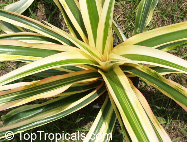 Ananas sp., Pineapple, Pina. Var. Ivory Coast (variegated)