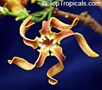 Strophanthus boivinii, Wood Shaving Flower

Click to see full-size image