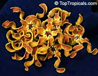 Strophanthus bovinii, Wood Shaving Flower

Click to see full-size image