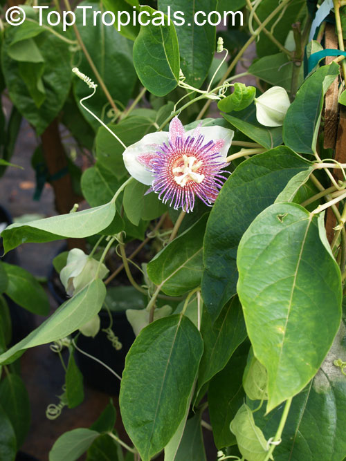 Passiflora MALIFORMIS rar ** COMESTIBLE FRUITS ** 6 graines