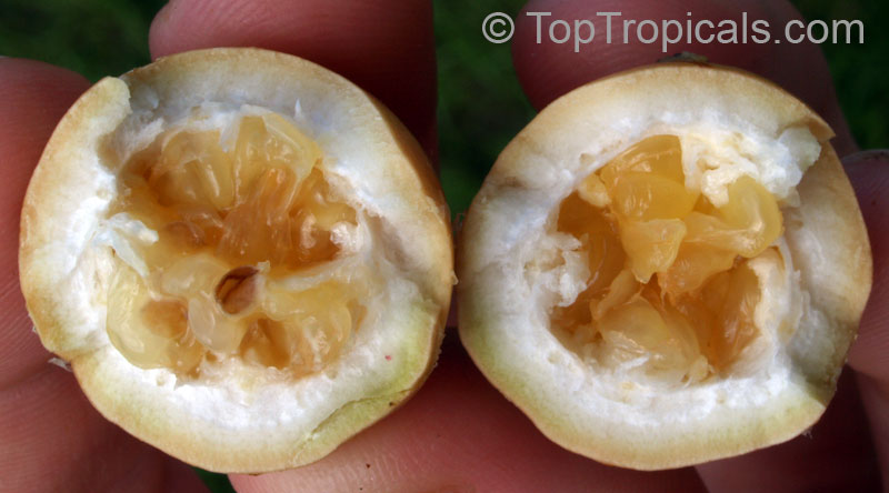 Passiflora maliformis, Sweet Calabash, Conch apple, Hard-shelled Passionfruit, Sweet Cup, Water Lemon