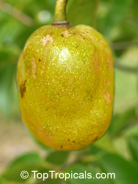 Annona sp., Golden Sugar Apple, Pineapple Sugar Apple, Honey Sugar Apple