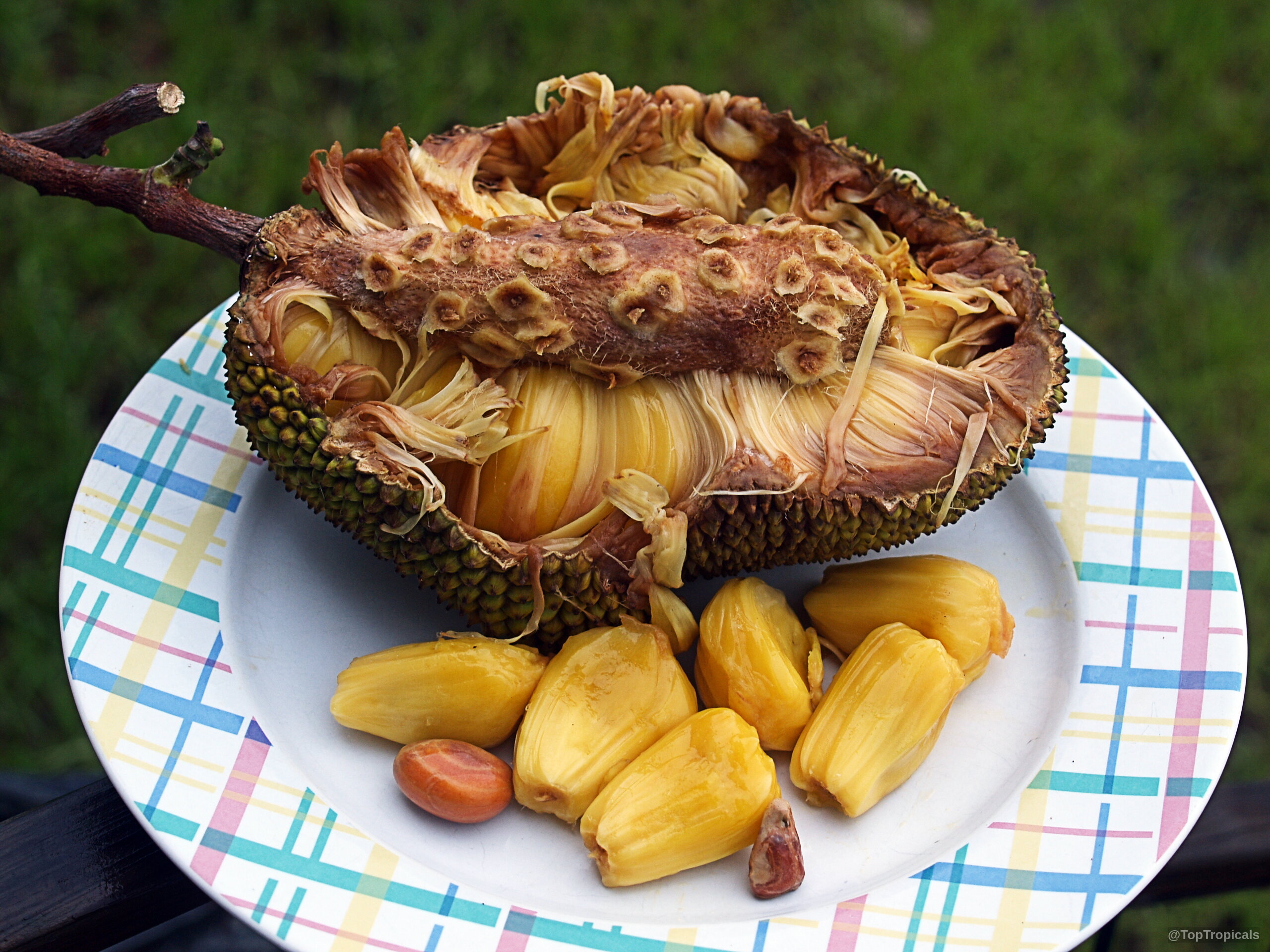 Artocarpus integer (Chempedak) fruit opened with golden edible pods resting on a plate. Artocarpus integer (Chempedak) yellow fruit close up on a plate with edible golden pods.