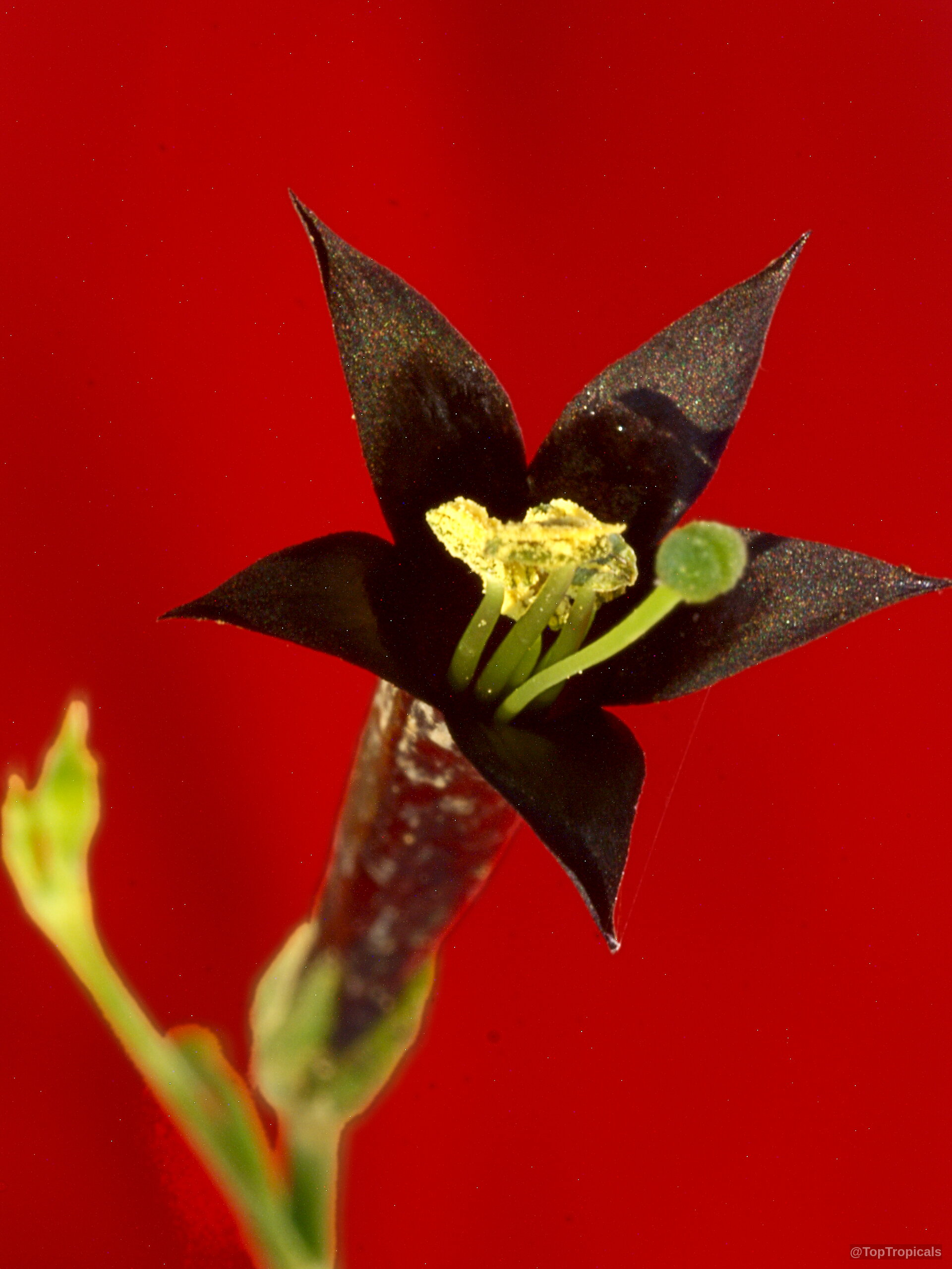 Lisianthius nigrescens (Flower of Death) black star-shaped flower with a yellow center and green stamen. Lisianthius nigrescens (Flower of Death) black flower with yellow center in close up photo.
