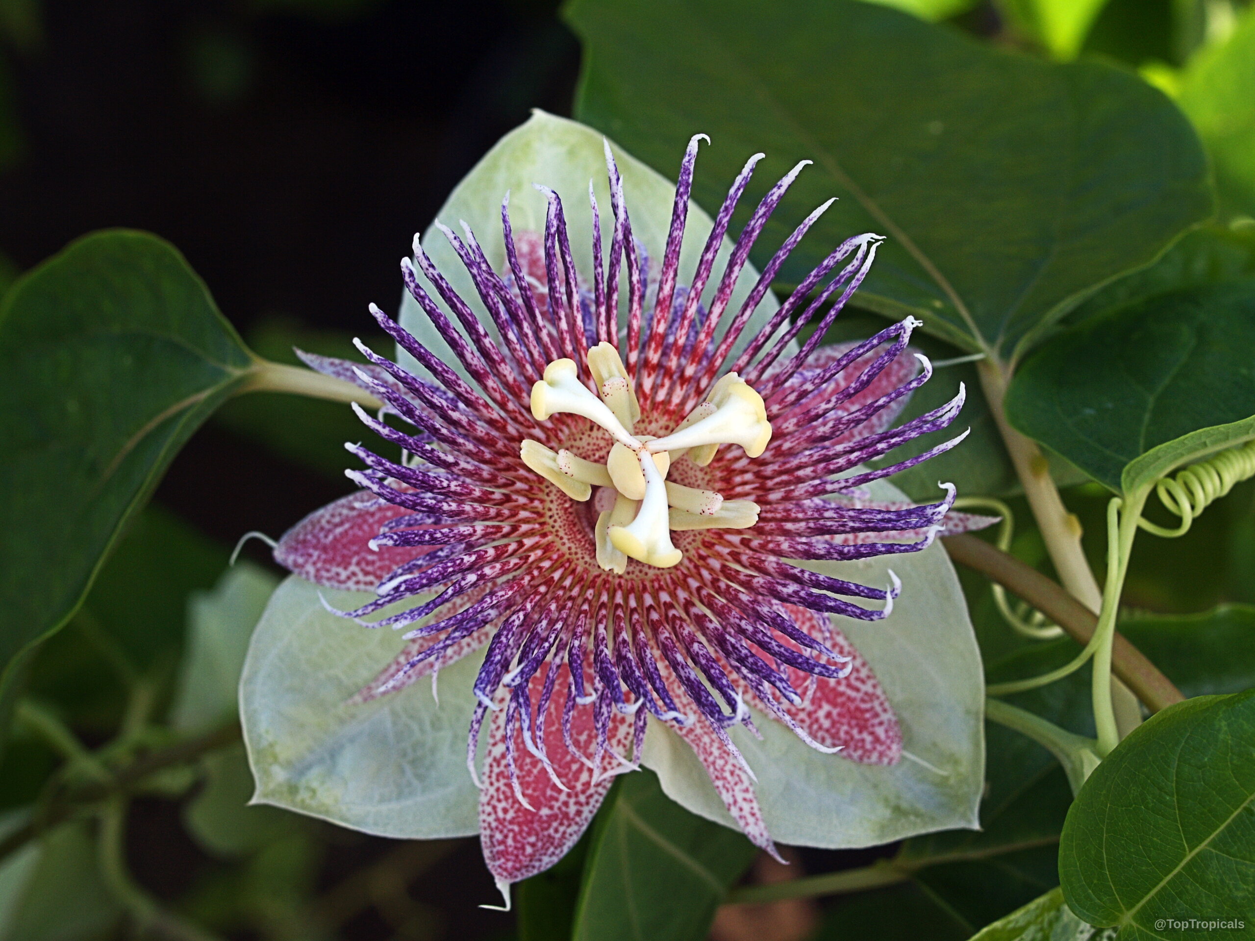 Passiflora maliformis (Sweet Calabash) flower with purple striped filaments and pale green outer petals. Passiflora maliformis (Sweet Calabash) flower with purple filaments and green petals close up.