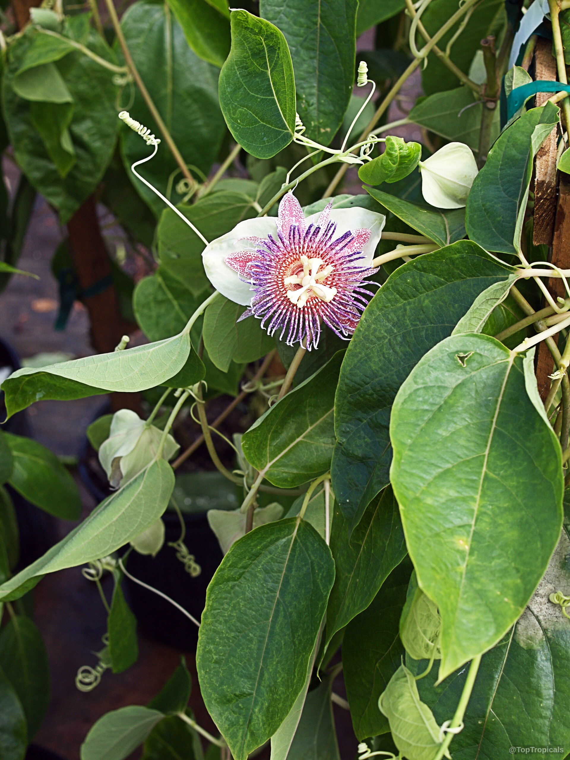 Passiflora maliformis (Sweet Calabash) purple and white flower amid thick green foliage on a vine Passiflora maliformis (Sweet Calabash) purple and white flower close up on green vine leaves