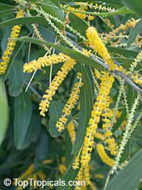 Acacia auriculiformis (Акация ушковидная) - растение