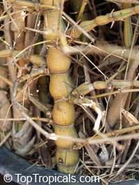 Bambusa ventricosa, Bamboo Buddha Belly

Click to see full-size image