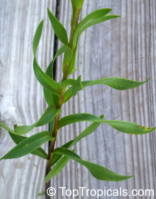 Lilium catesbaei, Catesby's Lily, Pine Lily, Leopard Lily