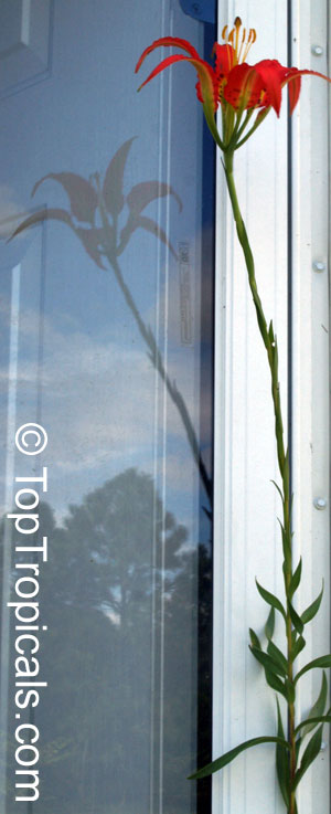 Lilium catesbaei, Catesby's Lily, Pine Lily, Leopard Lily